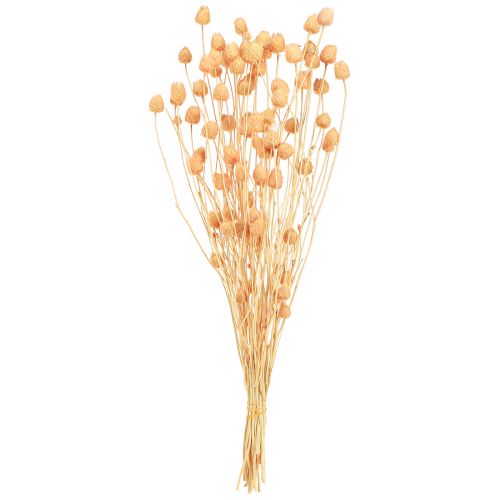 Artikel Aardbeististels droge decoratiedistels in zalm 55cm 100g