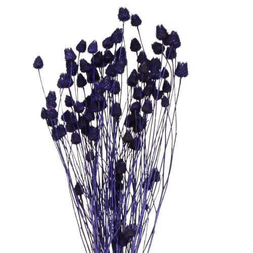 Floristik24 Aardbeiendistels Droge disteldisteldecoratie Violet 44-58cm 100g