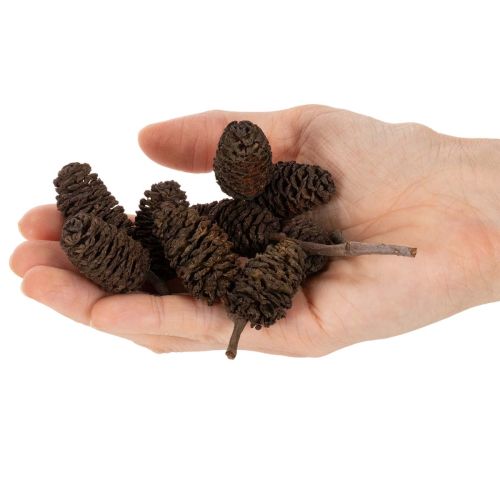 Natuurlijke elzenkegels, los, voor decoratie, 3 cm, 300 g, naturel bruin. | Floristik24.nl