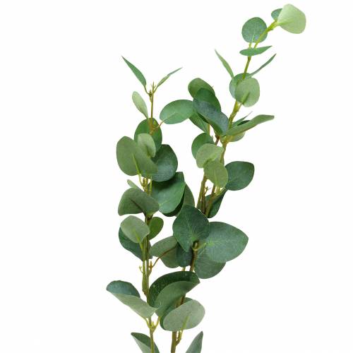 Floristik24 Eucalyptustak 76cm