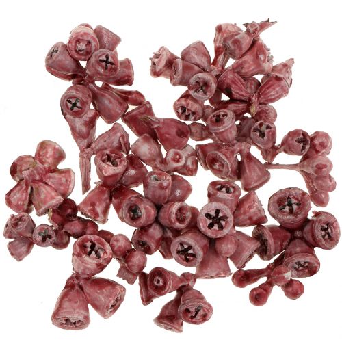 Floristik24 Eucalyptusvruchten gewaxt rood 250 g