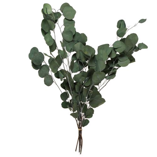 Floristik24 Eucalyptustakken groene decoratieve takken geconserveerd 70-80cm 110g