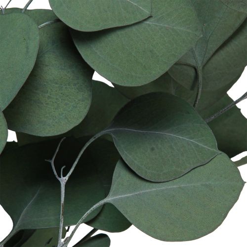 Floristik24 Eucalyptustakken groene decoratieve takken geconserveerd 70-80cm 110g