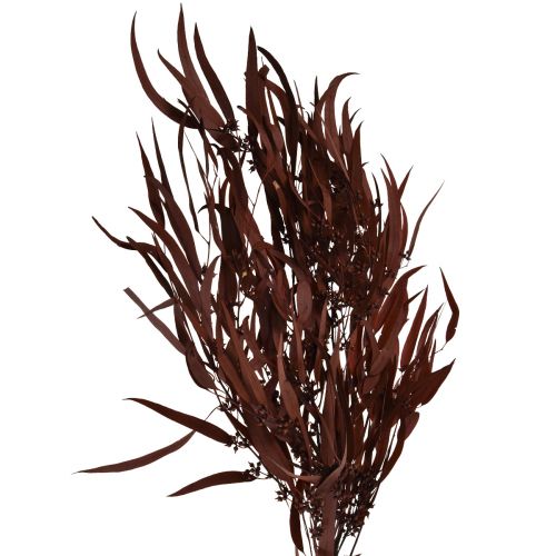 Floristik24 Eucalyptus Geconserveerde Eucalyptus Takken Rood, Bruin 56cm 135g