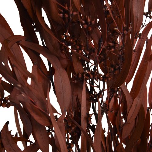 Artikel Eucalyptus Geconserveerde Eucalyptus Takken Rood, Bruin 56cm 135g