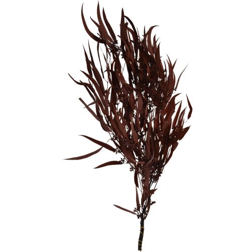Artikel Eucalyptus Geconserveerde Eucalyptus Takken Rood, Bruin 56cm 135g