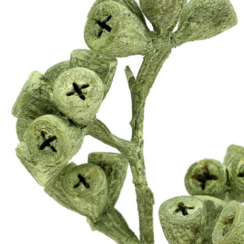 Artikel Eucalyptustak groen mat 25 st