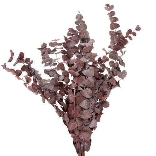 Floristik24 Eucalyptus takken, geconserveerde eucalyptus, gedroogde bloemen, rood, 75 cm, 150 g