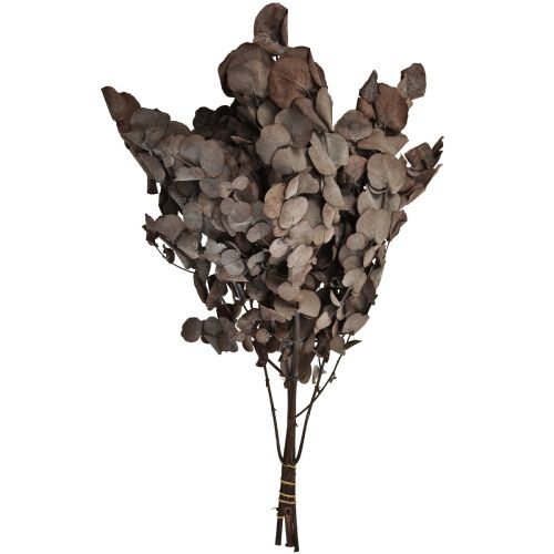 Artikel Eucalyptus Takken Eucalyptus Geconserveerd Rood L49cm 120g