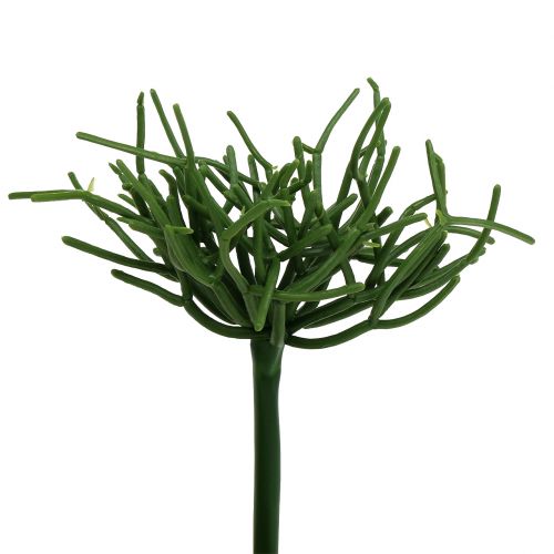 Euphorbia bijl groen 19cm 4st