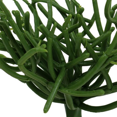 Floristik24 Euphorbia bijl groen 19cm 4st