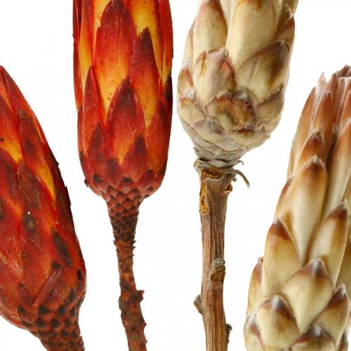 Floristik24 Protea Mix, Gedroogde Bloemen Respens Naturel/Rood 13 st