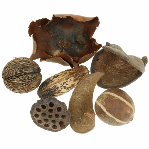 Floristik24 Exotisch assortiment natuur in het net 200g