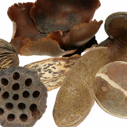 Floristik24 Exotisch assortiment natuur in het net 200g