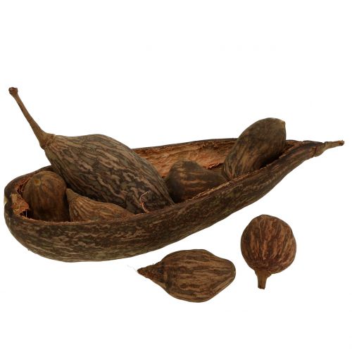 Floristik24 Baobab fruitmix met schelp 300g