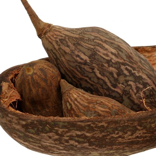 Floristik24 Baobab fruitmix met schelp 300g