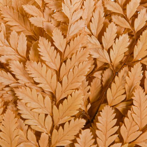 Artikel Varendecoratie Echte varenbladeren Oranje Geconserveerd 45cm 10 stuks