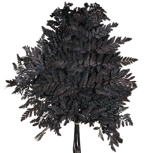 Artikel Varendecoratie Echte varenbladeren Zwart geconserveerd 45cm 10 stuks