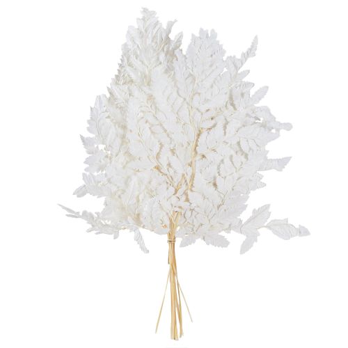 Artikel Varendecoratie Echte varenbladeren Wit Geconserveerd 45cm 10 stuks