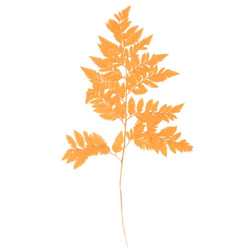 Gedroogde en geconserveerde varenbladeren voor bloemschikken en herfstdecoratie, 42 cm, 10 stuks kopen | Floristik24.nl