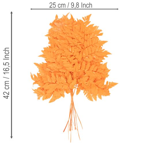 Gedroogde en geconserveerde varenbladeren voor bloemschikken en herfstdecoratie, 42 cm, 10 stuks | Floristik24.nl
