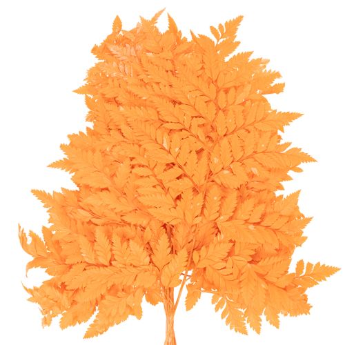 Gedroogde en geconserveerde varenbladeren voor bloemschikken en herfstdecoratie, 42 cm, 10 stuks | Floristik24.nl