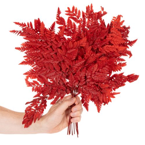 Geconserveerde en geverfde varenbladeren, echte varen voor herfstarrangementen, 42 cm, 10 stuks | Floristik24.nl