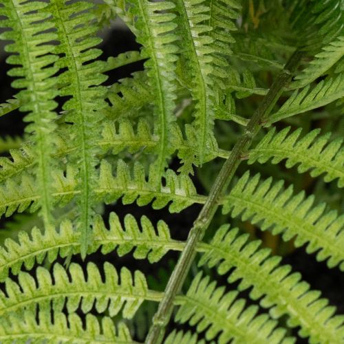 Kunstmatige varen in een plantenpot voor woonkamer en kantoor, 35 cm | Floristik24.nl