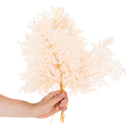 Decoratie met gedroogde varens voor vaas, 42 cm, 10 stuks | Floristik24.nl