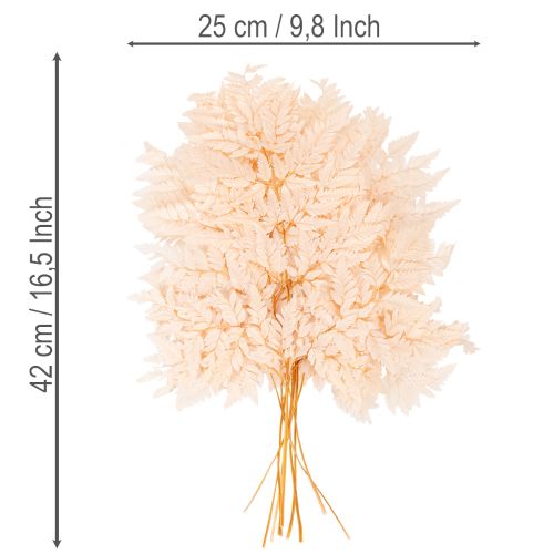 Decoratie met gedroogde varens voor vaas, 42 cm, 10 stuks | Floristik24.nl