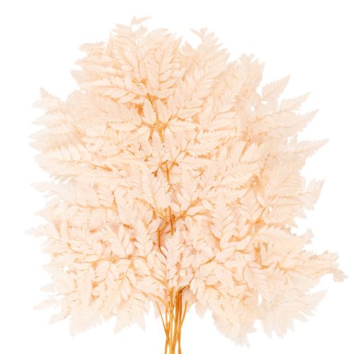 Decoratie met gedroogde varens voor vaas, 42 cm, 10 stuks | Floristik24.nl