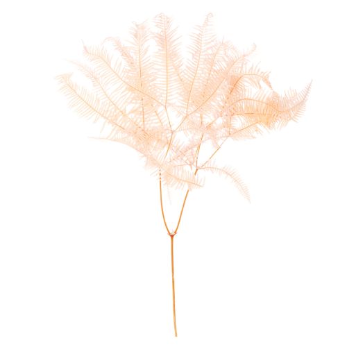 Gedroogde varenbladeren, varendecoratie voor vazen, 60 cm, 10 stuks