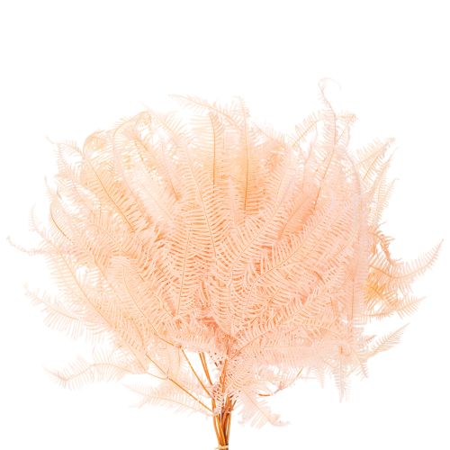 Gedroogde varenbladeren, varendecoratie voor vazen, 60 cm, 10 stuks | Floristik24.nl