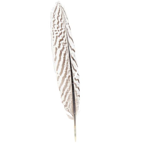 Floristik24 Fazantenveren voor knutselen bruin beige naturel 20cm 20st