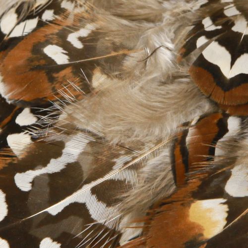 Artikel Fazantenveren voor knutselwerkjes, bruin gevlekt, 4-9 cm, 60 stuks