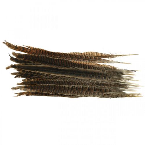 Floristik24 Fazantenveren Echte veren voor het maken van paasdecoraties 25-27cm 24 st