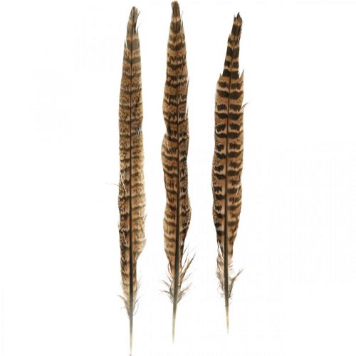 Floristik24 Fazantenveren Echte veren voor het maken van paasdecoraties 25-27cm 24 st