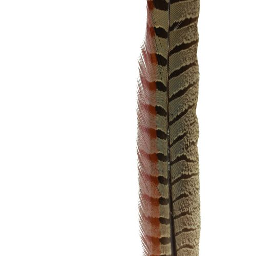 Floristik24 Fazantenveren Decoratie Echte Veren Naturel 40cm 9 st