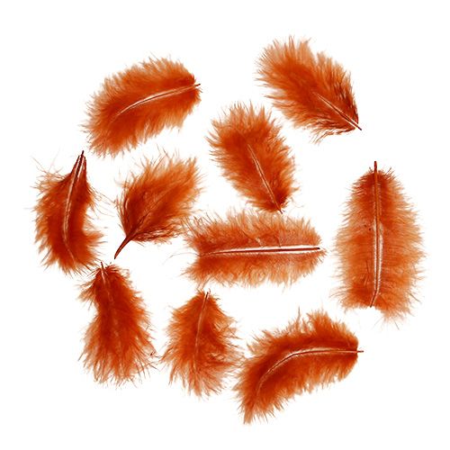 Floristik24 Veer kort donker oranje 30g