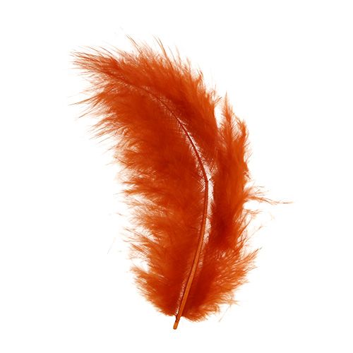 Floristik24 Veer kort donker oranje 30g