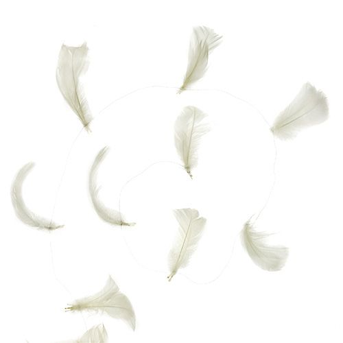 Floristik24 Veer op draad crème 10m