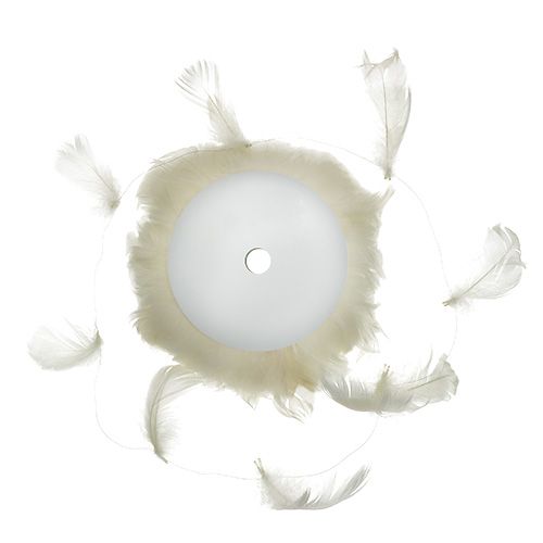 Floristik24 Veer op draad crème 10m