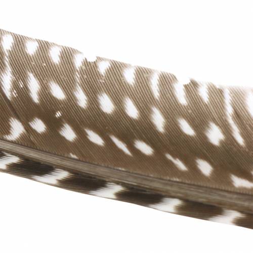 Floristik24 Natuurlijke veren 18 - 24cm 10g