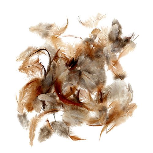 Floristik24 Soort veren. 5-15cm natuur 228st