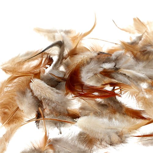 Floristik24 Soort veren. 5-15cm natuur 228st