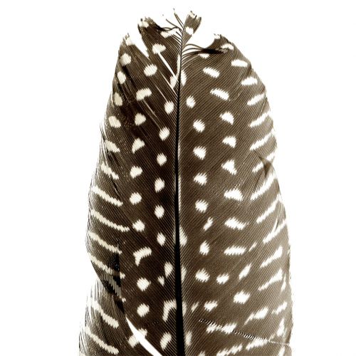 Floristik24 Veren natuur 16cm - 20cm 8g