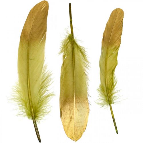 Floristik24 Veren om te knutselen, decoratieve veren, groen-goud, L16–20cm, 24 stuks
