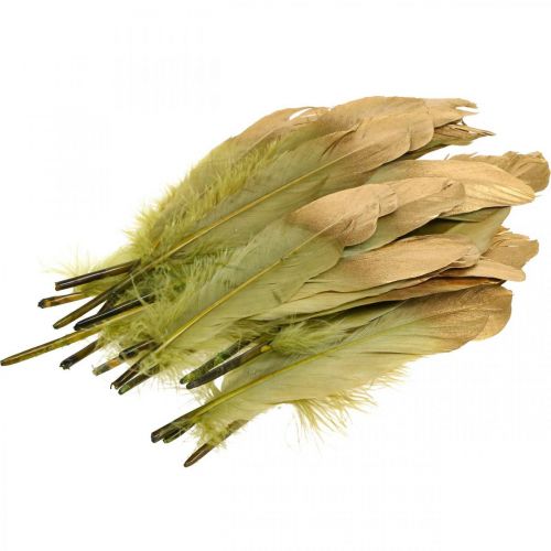 Floristik24 Veren om te knutselen, decoratieve veren, groen-goud, L16–20cm, 24 stuks