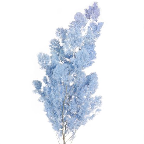 Floristik24 Veerasperges Asperges Droog Decoratie Lichtblauw 55-70cm 100g