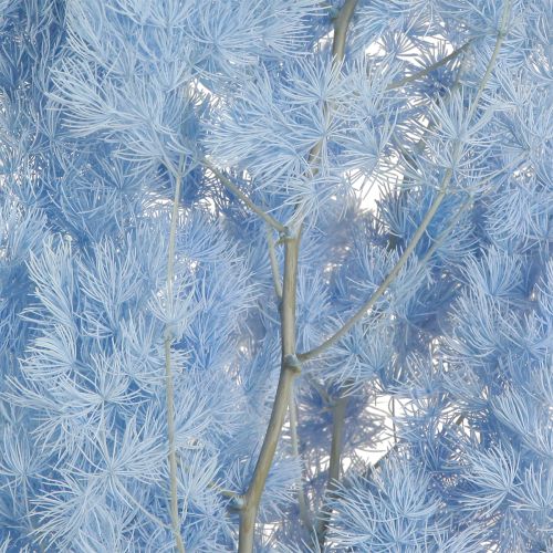 Artikel Veerasperges Asperges Droog Decoratie Lichtblauw 55-70cm 100g
